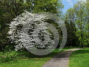 White Flowering Dogwood tree, latin name Cornus Florida, in garden near pathway photo