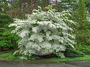 White flowering dogwood tree