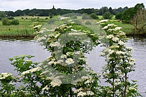 White Flowering Elder - Sambucus nigra, River Yare, Surlingham, Norfolk Broads, England, UK