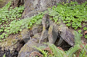 White flowering forest plant Montia cordifolia growing on old growth forest floor