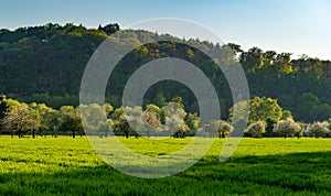 White flowering fruit trees on green meadow in the evening light, forest in the background, green field in foreground