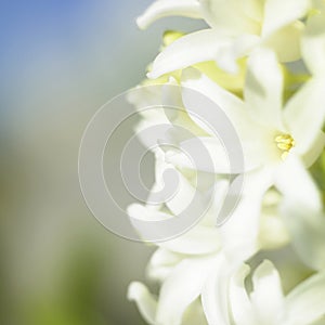 White flowering hyacinth
