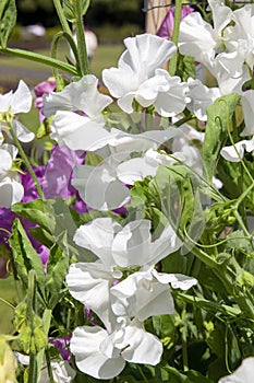 White flowering lathyrus odoratus or sweet pea native