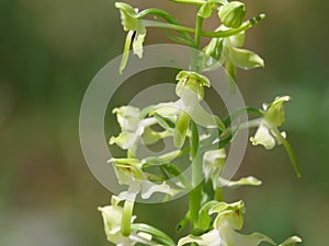 White-flowering lesser butterfly-orchid Platanthera bifolia