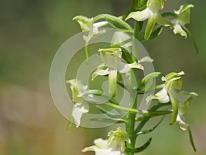 White-flowering lesser butterfly-orchid Platanthera bifolia on a dry grassland near Würzburg