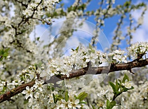 White flowering Mirabelle plum branches against blue cloudy sky