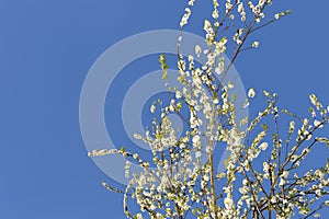 White flowering ornamental cherry branches before blue sky