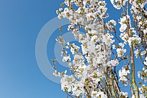 White flowering ornamental cherry branches before blue sky