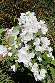 White Flowering Philadelphus Shrub in a Garden