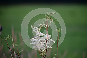 White flowering plant against a green meadow
