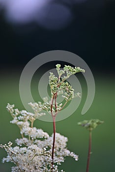 White flowering plant against a green meadow