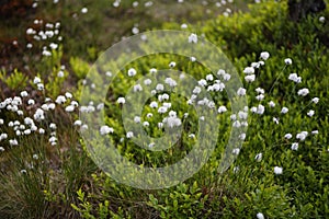 White flowering plant Cotton-grass growing in nature reserve Rhoen, Germany photo