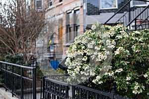 White Flowering Plant during Spring in Long Island City Queens along a Residential Sidewalk in New York City