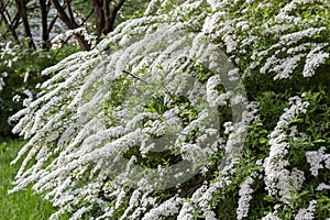 White flowering shrub