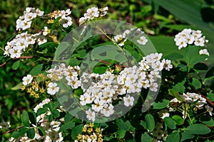 White flowering shrub Spirea aguta photo