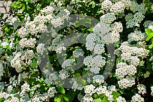 White flowering Spirea arguta