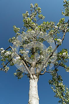 White flowering Tree painted with lime paint sunset boulevard