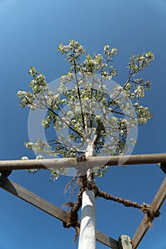 White flowering Tree painted with lime paint sunset boulevard