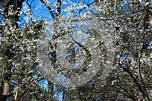 white flowering tree selective focus