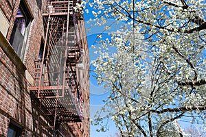 White Flowering Tree during Spring next to an Old Residential Building in Astoria Queens New York with a Fire Escape