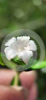 White flowerphoto