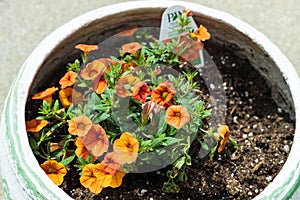 a white flowerpot with orange Million Bells blossoms