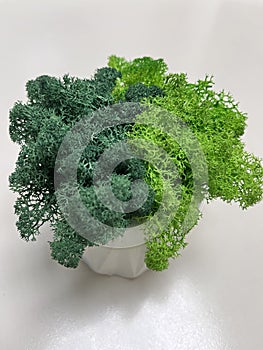 A white flowerpot with stabilizing moss on a white background