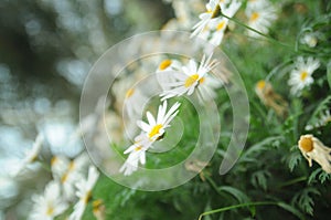 white flowers