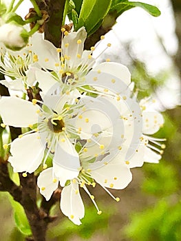 White flowers