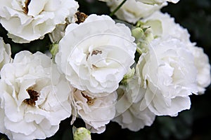 White Flowers