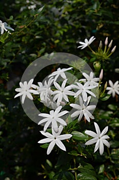 white flowers