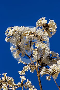 White flowers