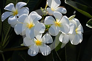 White Flowers