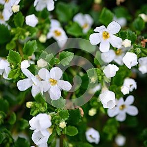 White flowers