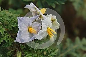 White flowers