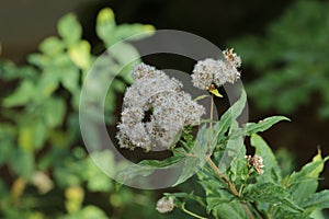 White flowers