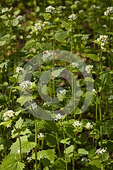 White flowers