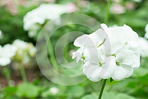 White flowers