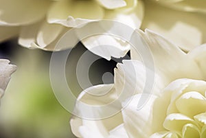 Biely kvety abstraktné 
