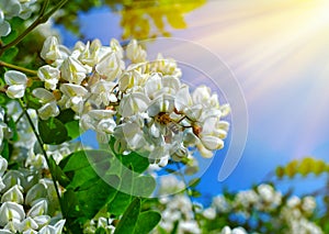 White flowers of acacia tree among green foliage against a bright sun on the blue sky