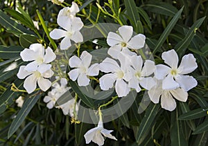 White flowers against the background