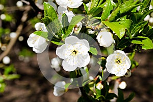 White flowers against the blue sky. Background from a flowering tree. Background for the desktop. Weighing gardens. The aroma of s