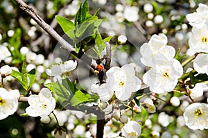 White flowers against the blue sky. Background from a flowering tree. Background for the desktop. Weighing gardens. The aroma of s