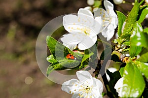 White flowers against the blue sky. Background from a flowering tree. Background for the desktop. Weighing gardens. The aroma of s