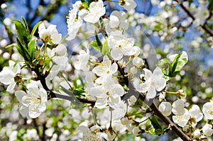 White flowers against the blue sky. Background from a flowering tree. Background for the desktop. Weighing gardens. The aroma of s