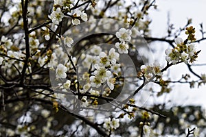 White flowers of an almond tree. photo