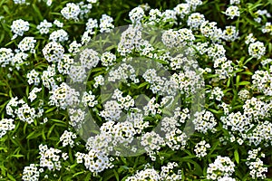 The white flowers are alyssum sea vitalism timeanyone
