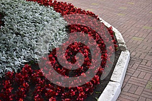 The white flowers are alyssum sea vitalism timeanyone