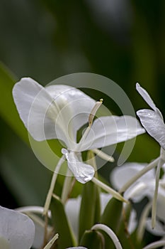 White flowers of amber cane Hedychium coronarium
