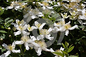 The white flowers of a Anemone Clematis, botanical name Clematis Montana